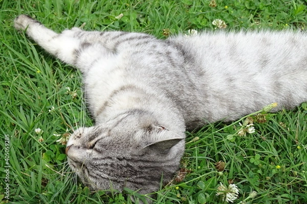 Obraz My beautiful kittens, the ginger one is called Titino, the gray one is called Roxy, maine coon breed.