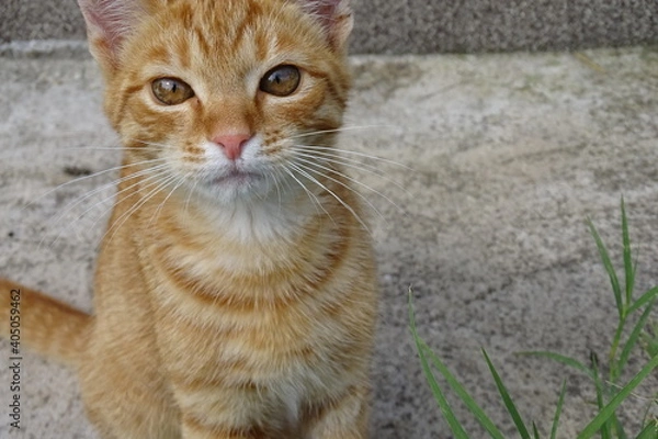 Obraz My beautiful kittens, the ginger one is called Titino, the gray one is called Roxy, maine coon breed.