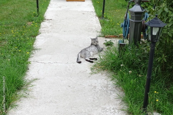 Obraz My beautiful kittens, the ginger one is called Titino, the gray one is called Roxy, maine coon breed.