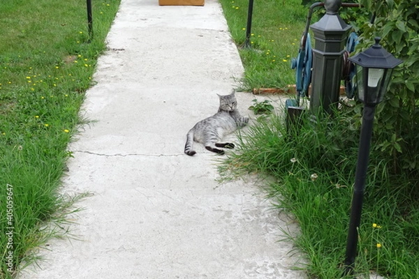 Obraz My beautiful kittens, the ginger one is called Titino, the gray one is called Roxy, maine coon breed.