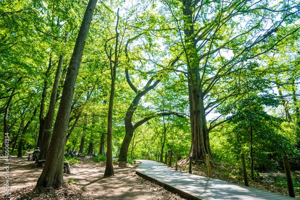 Obraz 石神井公園