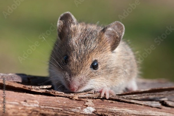 Fototapeta Mouse closeup