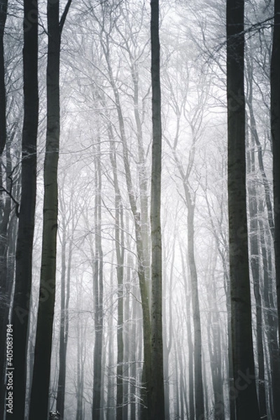 Fototapeta Nebliger Wald im Winter