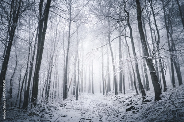 Fototapeta Mystischer Wald im Nebel am Weg mit Schnee bedeckt, im Winter