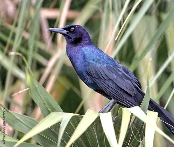 Obraz A male Boat-tailed grackle in a palm tree. Quiscalus major.