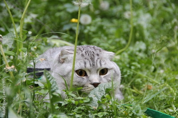 Fototapeta cat in grass