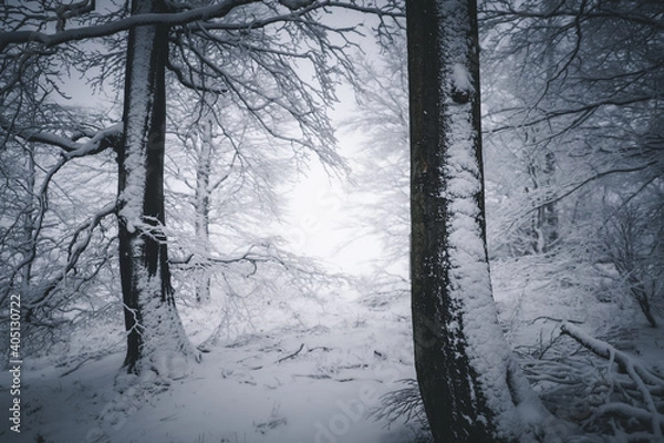 Fototapeta Verschneite Bäume im Winter