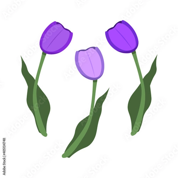 Obraz vector isolated purple tulips on a white background
