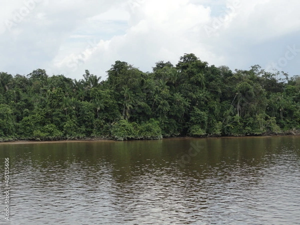 Obraz river in the forest