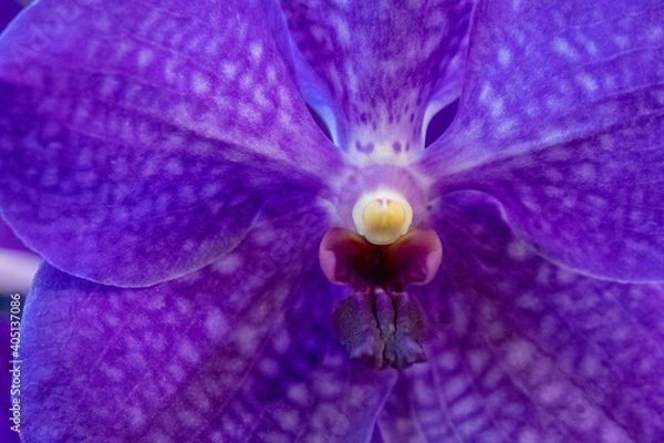 Fototapeta マクロ撮影の花