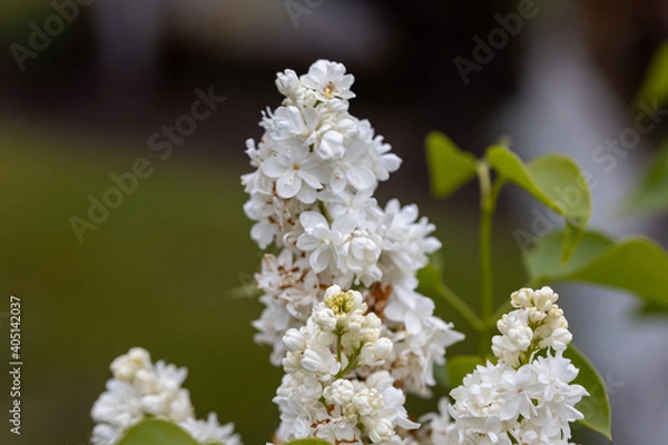 Obraz White lilac flower. Detailed macro view.