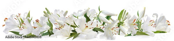 Obraz white lily   long