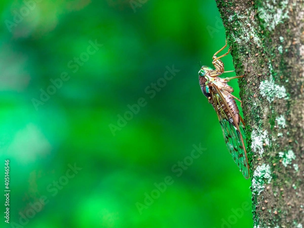 Obraz 六甲山のヒグラシ（♀）