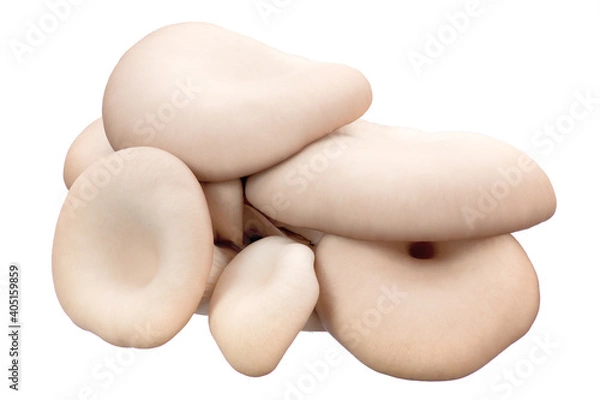 Fototapeta clusters of fresh oyster mushrooms on a white isolated background. the view from the top