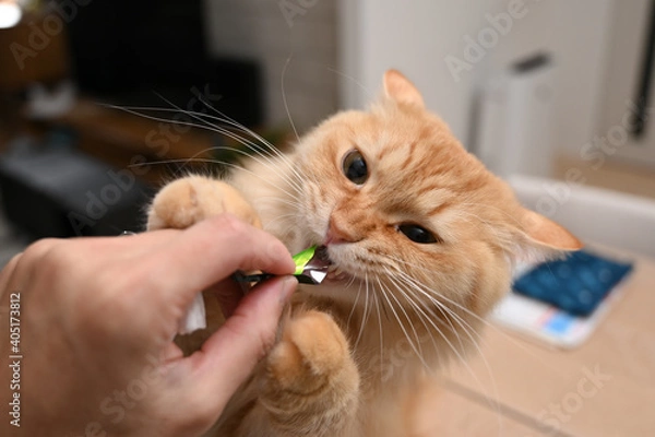 Obraz 遊びたい猫（マンチカン）