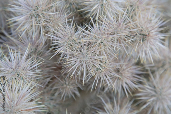 Obraz Cactus focus