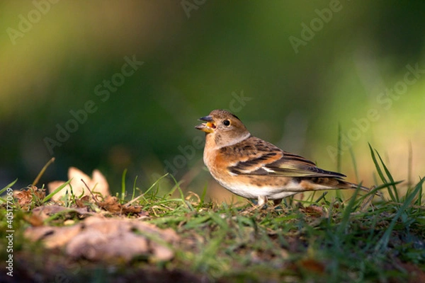 Fototapeta Keep, Bramling, Fringilla montifringilla