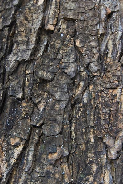 Fototapeta The bark of the big tree in the deep forest