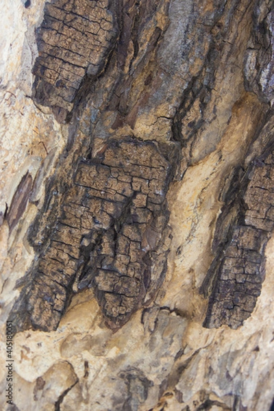 Fototapeta The bark of the big tree in the deep forest