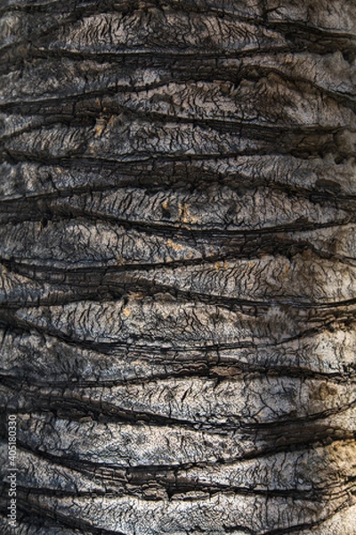 Obraz Ecorce de palmier