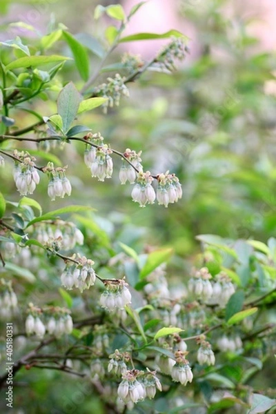Fototapeta ブルーベリーの花