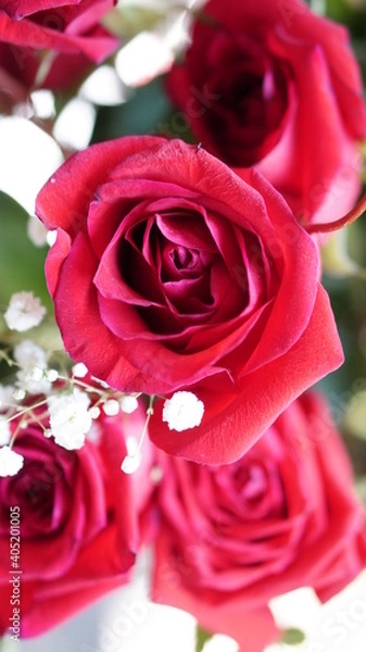 Obraz beautiful rose flower