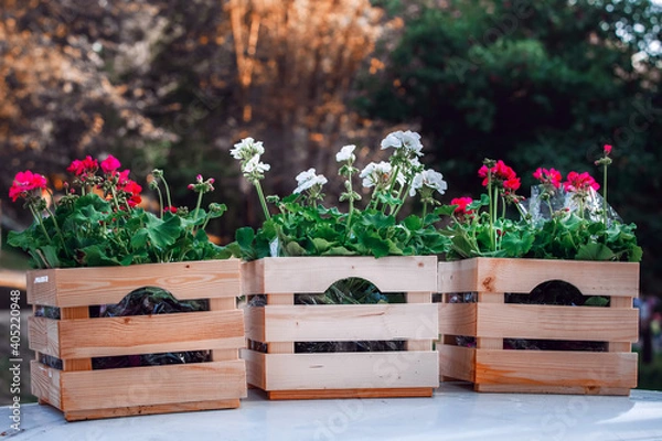 Obraz Multicolored geranium flowers in boxes for planting in a backyard