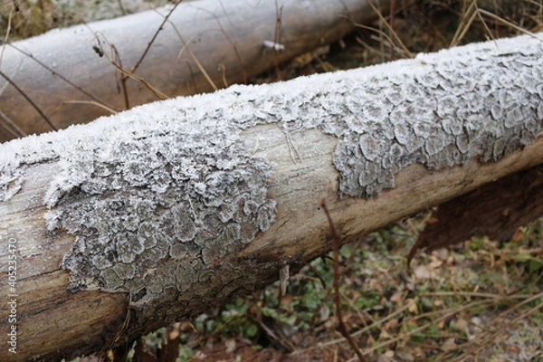 Obraz the bark of the tree covered with frost macro