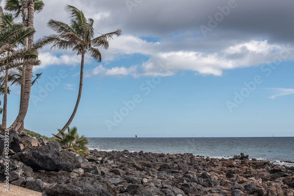 Fototapeta Palm tree on black beach