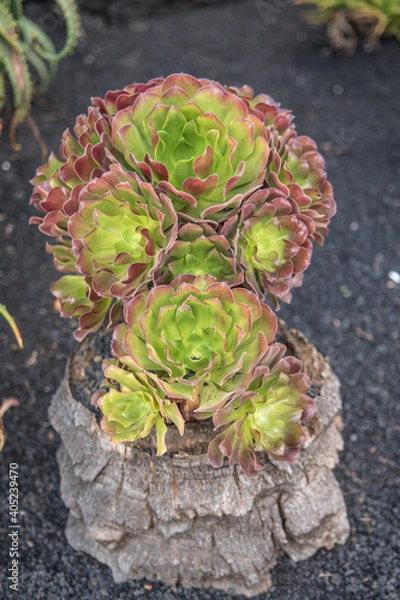 Fototapeta Suculent rose