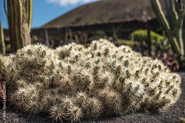 Fototapeta Mound of cacti