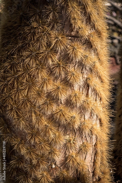 Fototapeta Brown cactus