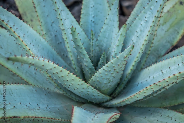 Fototapeta Cactus with red thorns 2