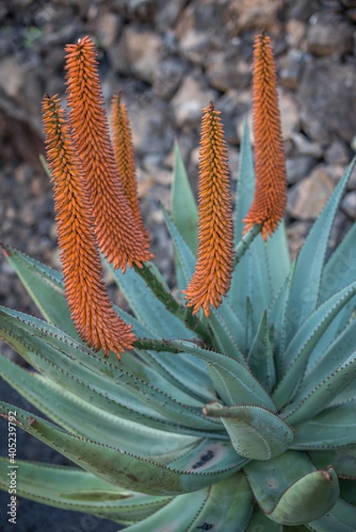 Obraz Cactus with orange flowers