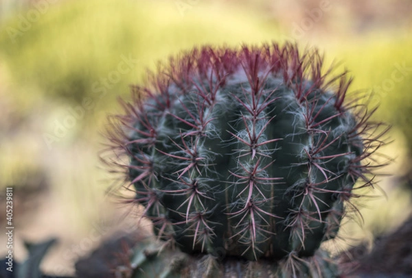 Obraz Cactus with purple thorns