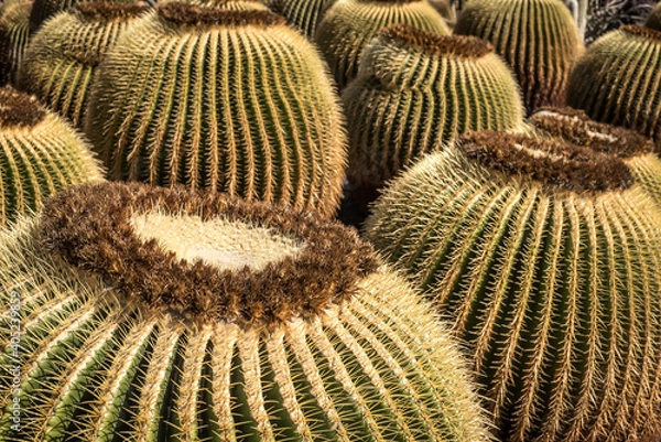 Fototapeta Cactus close up
