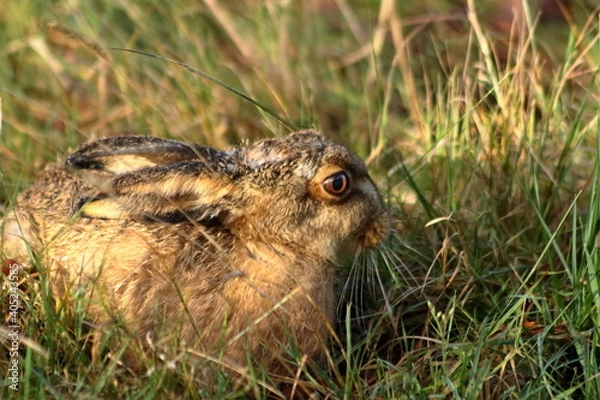 Obraz Hare sitting in the grass