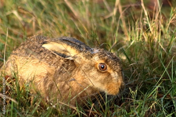 Obraz hare in the grass close up