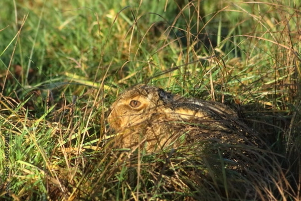 Obraz Hare in the grass