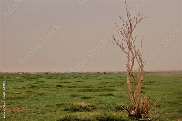 Fototapeta Crusty trees
