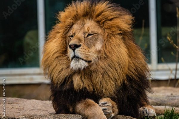 Obraz Lion