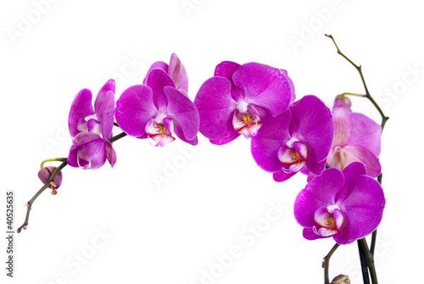 Obraz орхидея на белом фоне