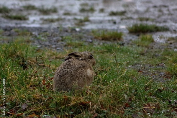 Obraz Hare in the grass
