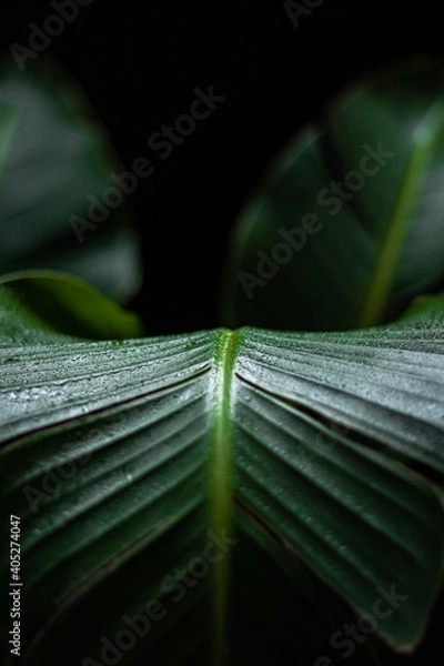 Obraz Oiseau du paradis