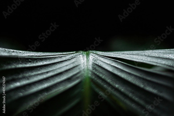 Obraz Oiseau du paradis