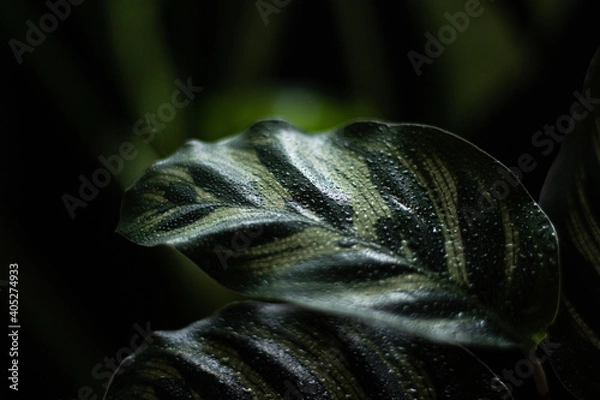 Obraz Calathea