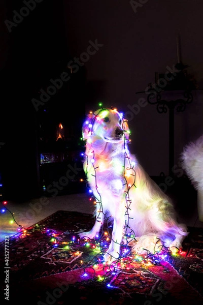 Obraz Cane di Natale