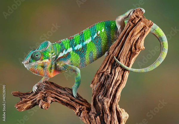 Obraz Panther Chameleon