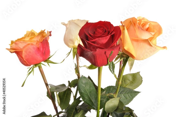 Fototapeta Multi-coloured roses