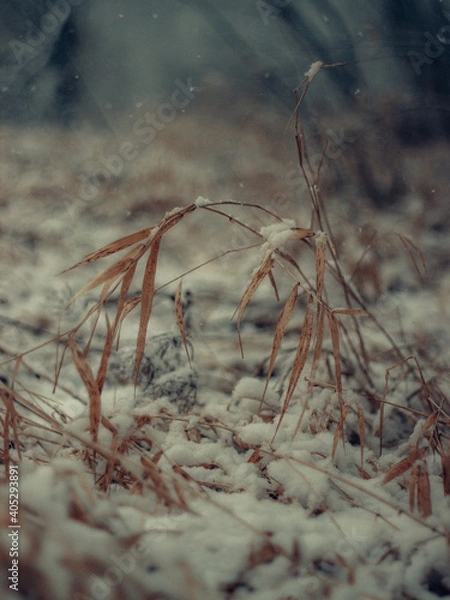 Obraz snow on the grass